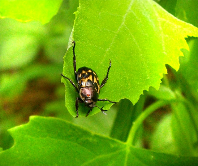 虫