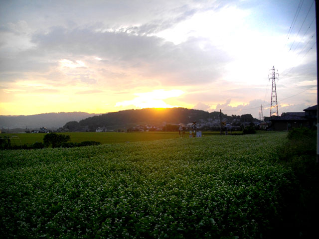 夕陽