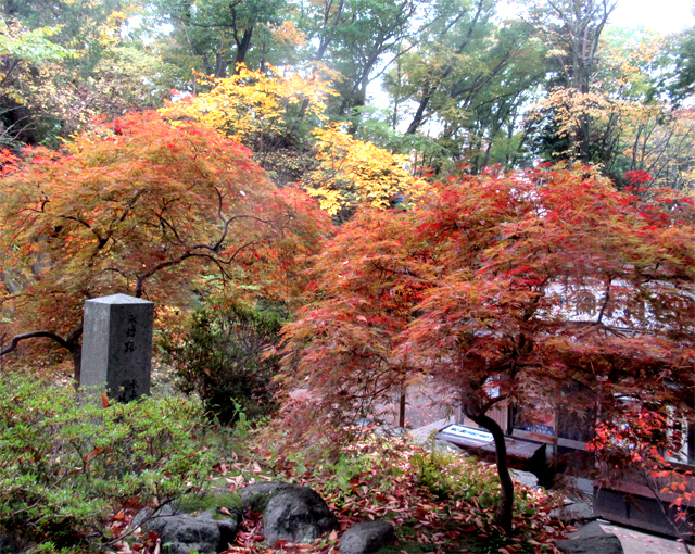 紅葉