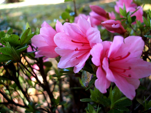 マンズワインの花