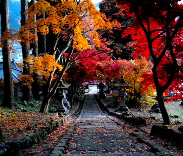 参道の紅葉