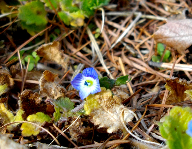 花