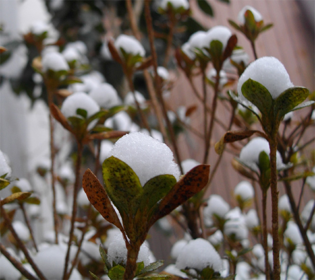 雪の花