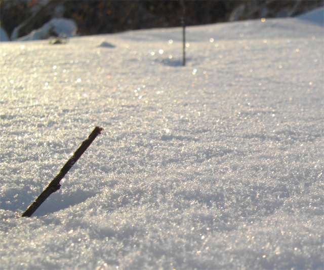 雪の朝