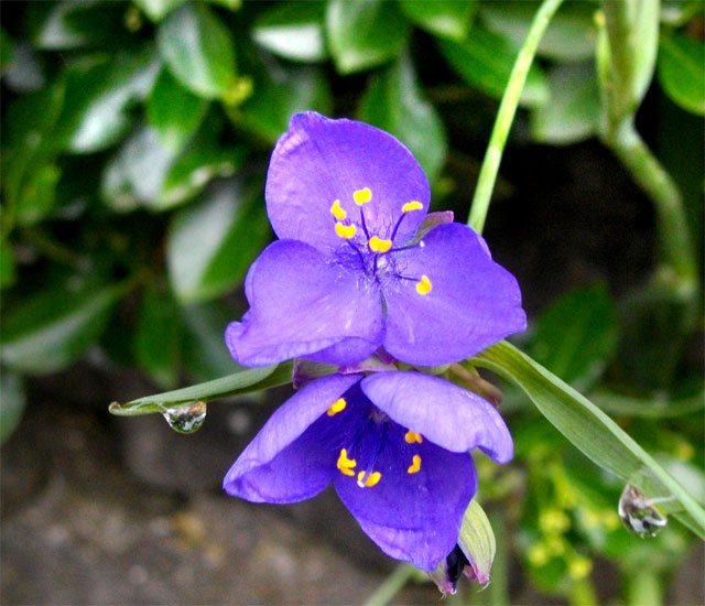 紫の花