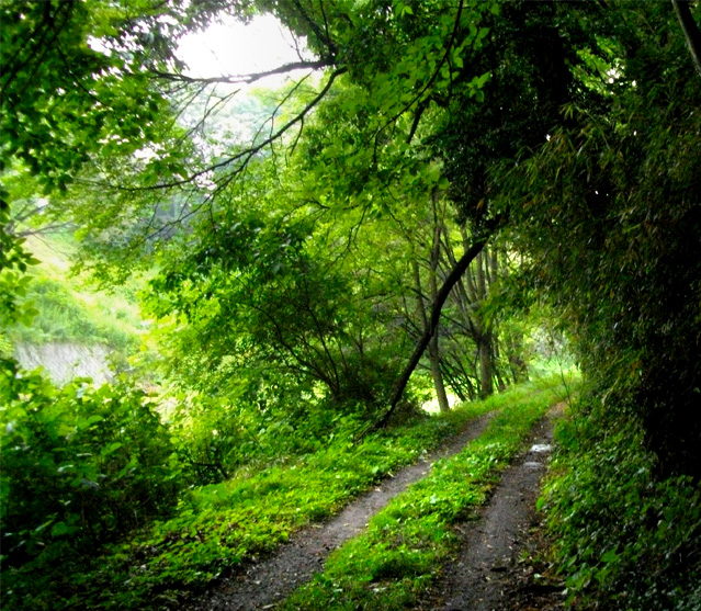 散歩道