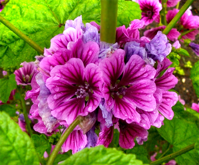 花