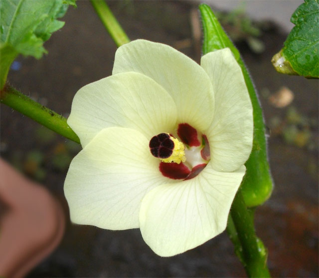オクラの花