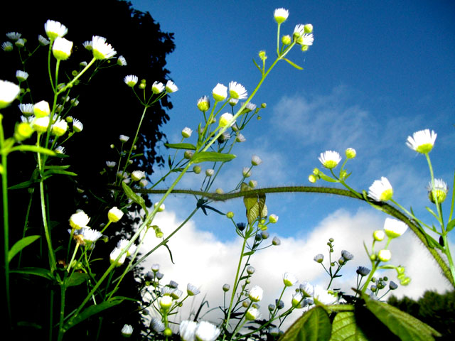 花