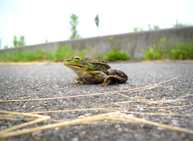 カエル