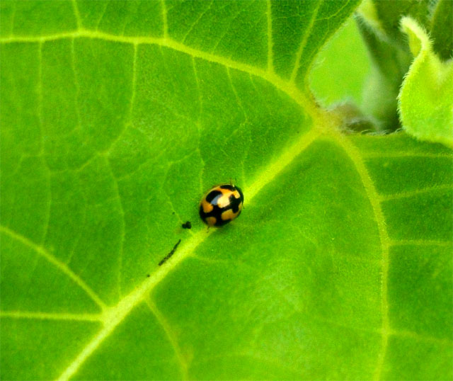 虫