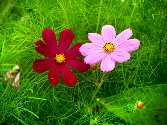 花