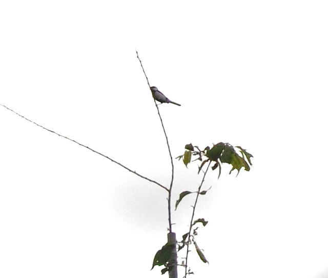 鳥