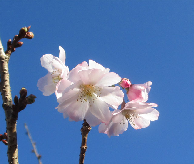 梅?桜?