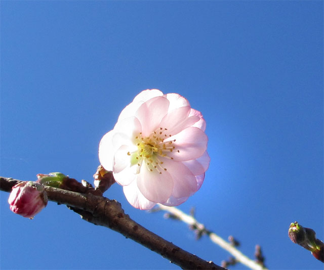 梅?桜?