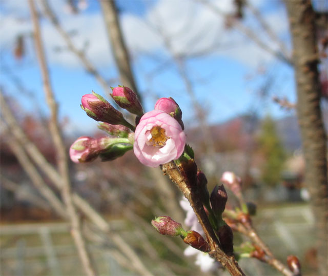 梅?桜?