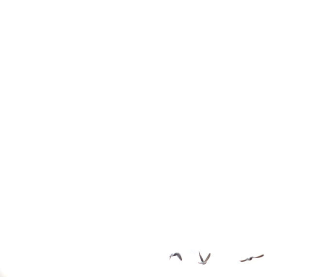 鳥