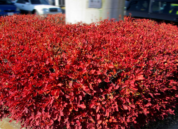 紅葉