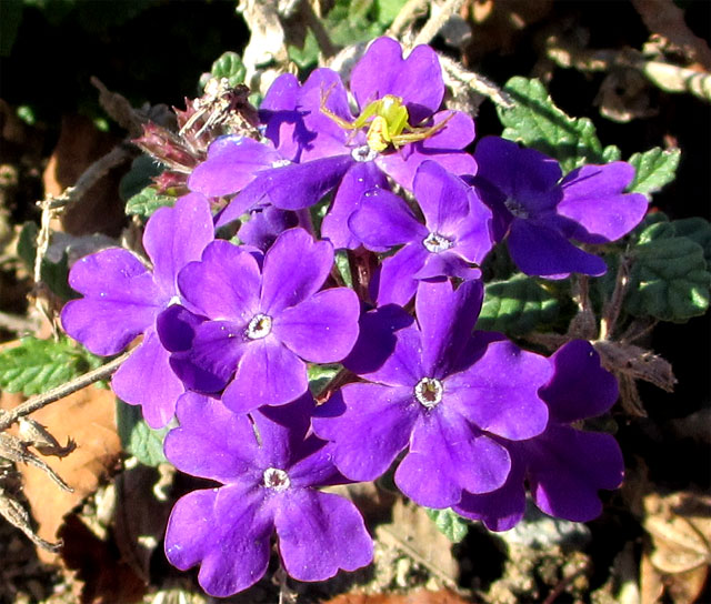 紫の花