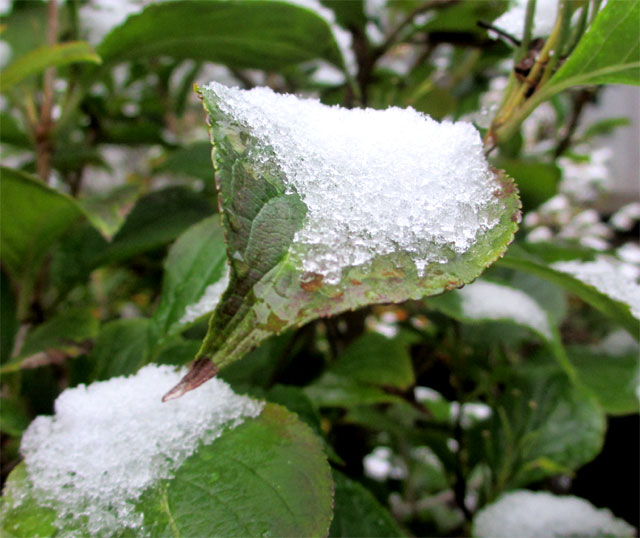 雪