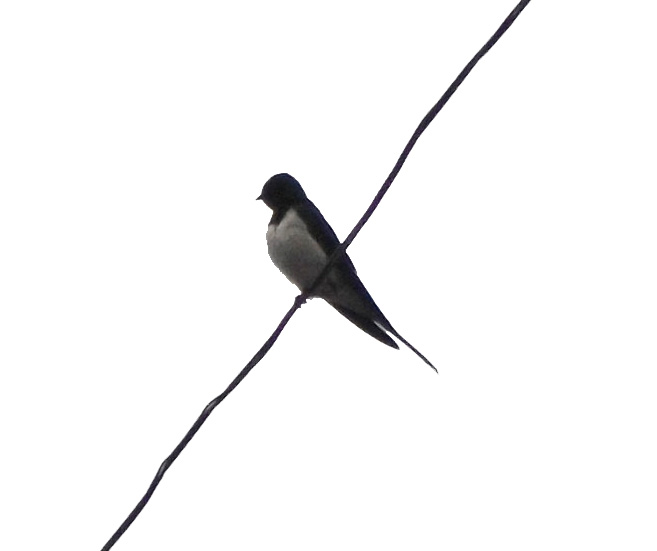 鳥