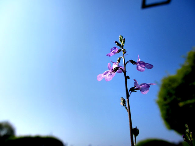 朝陽をあびて