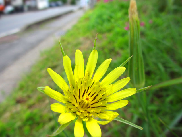 黄色い花