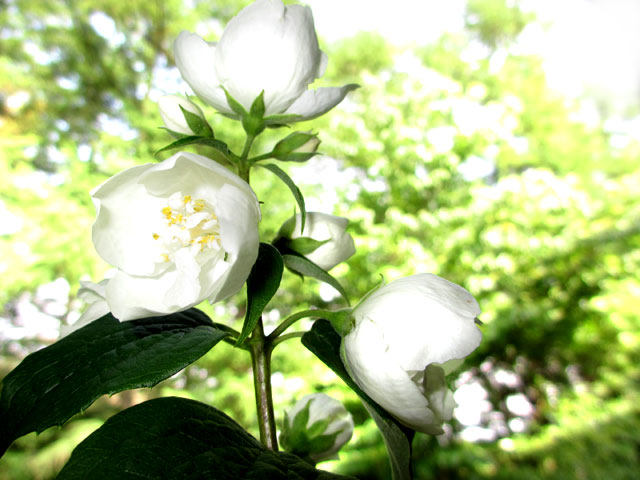 花