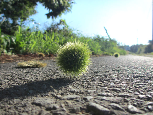栗