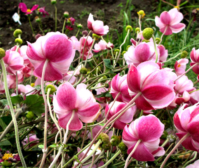 花の裏