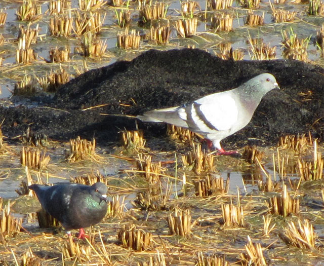 鳩