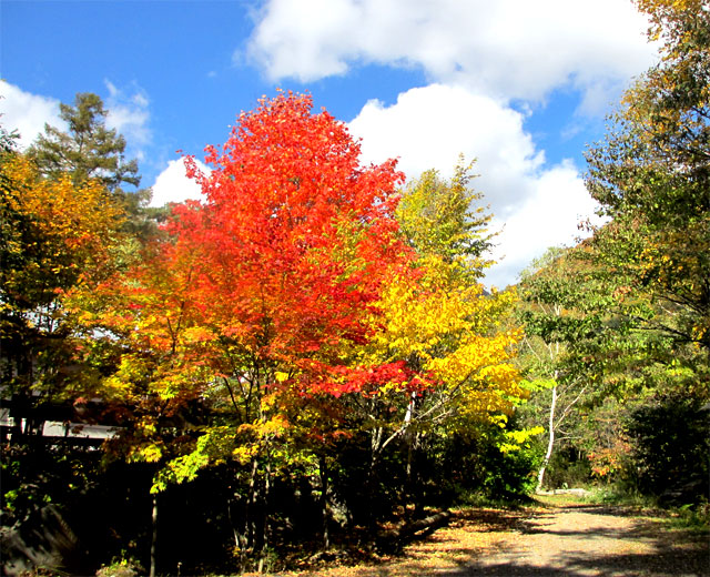 紅葉