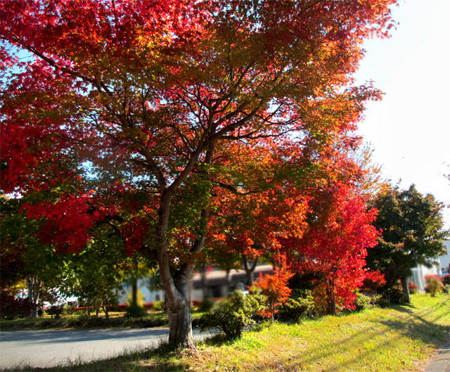 紅葉