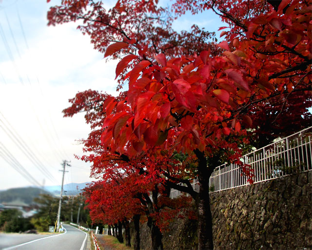紅葉