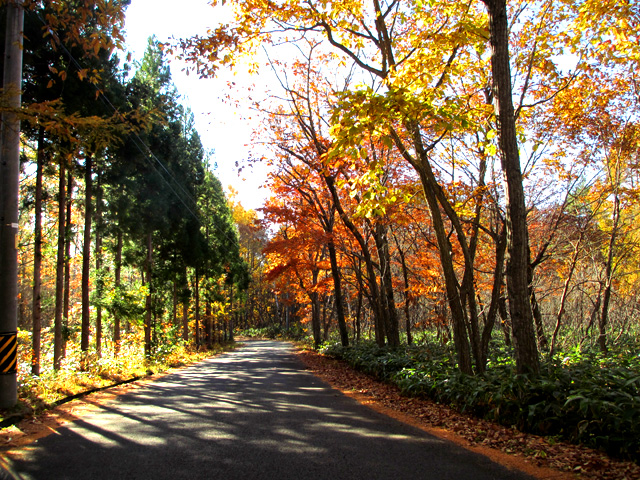 紅葉の路