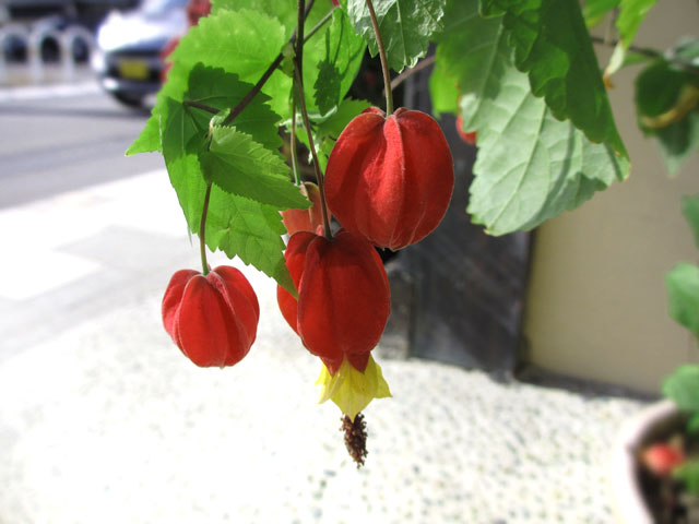 アブチロン