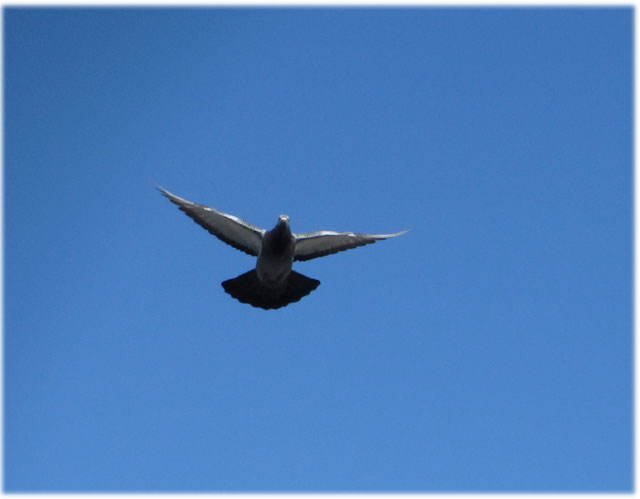 鳩