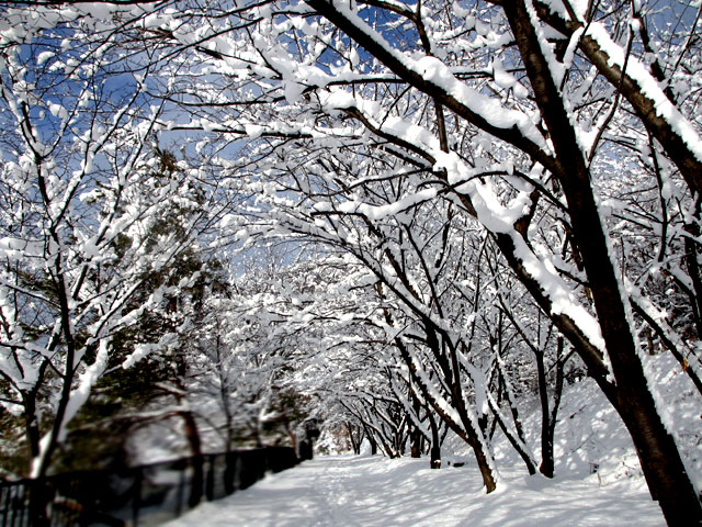 雪の参道