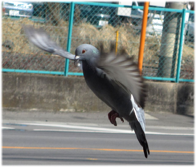 鳩