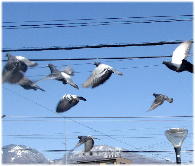 鳩