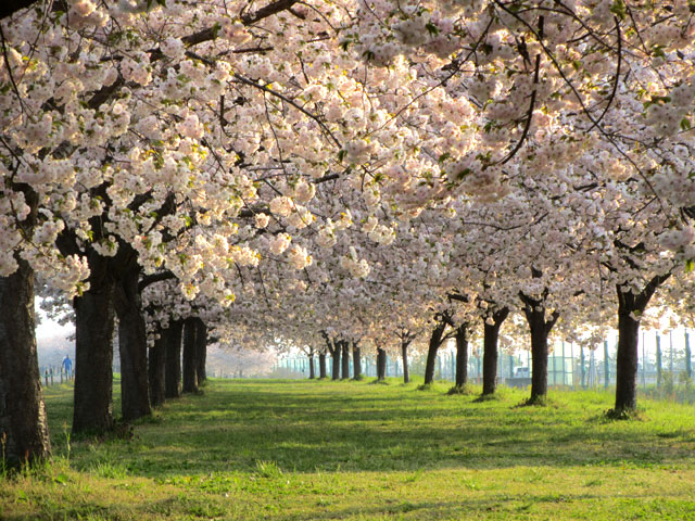 桜堤
