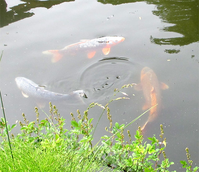 魚