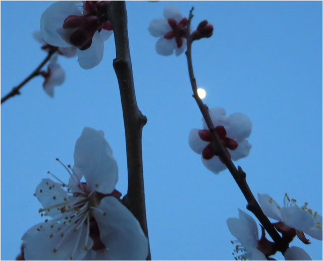 お花見