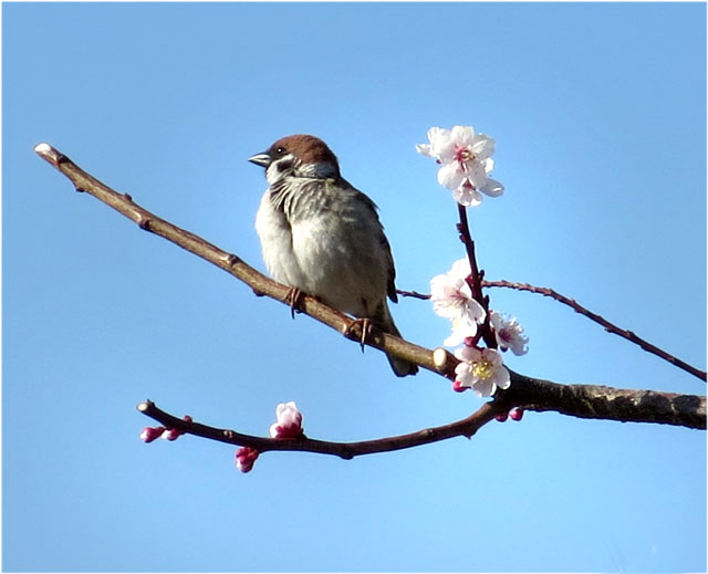 梅の花