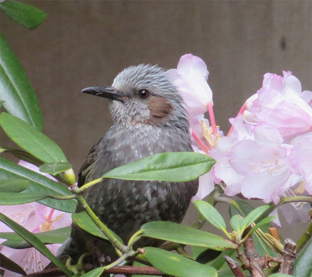 ひよどり