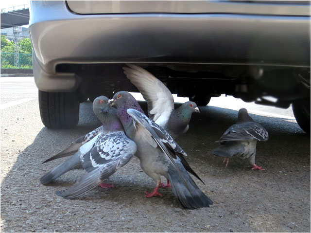 鳩