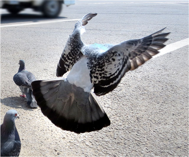 鳩