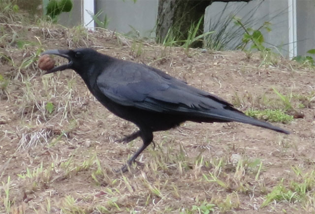 カラス