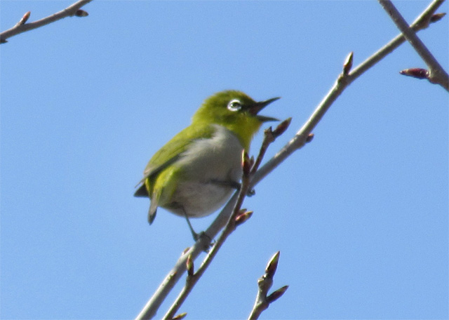 鳥