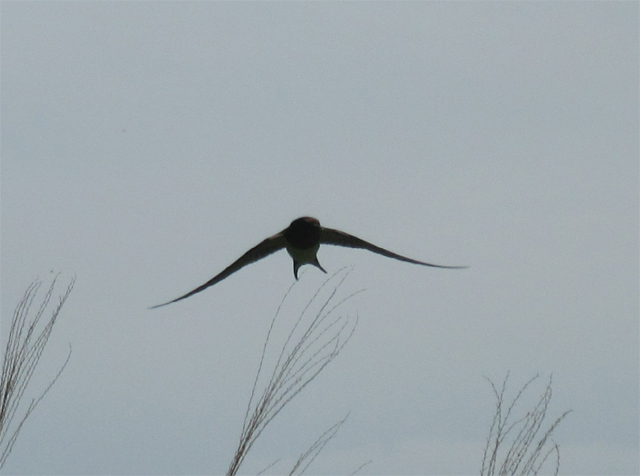 鳥